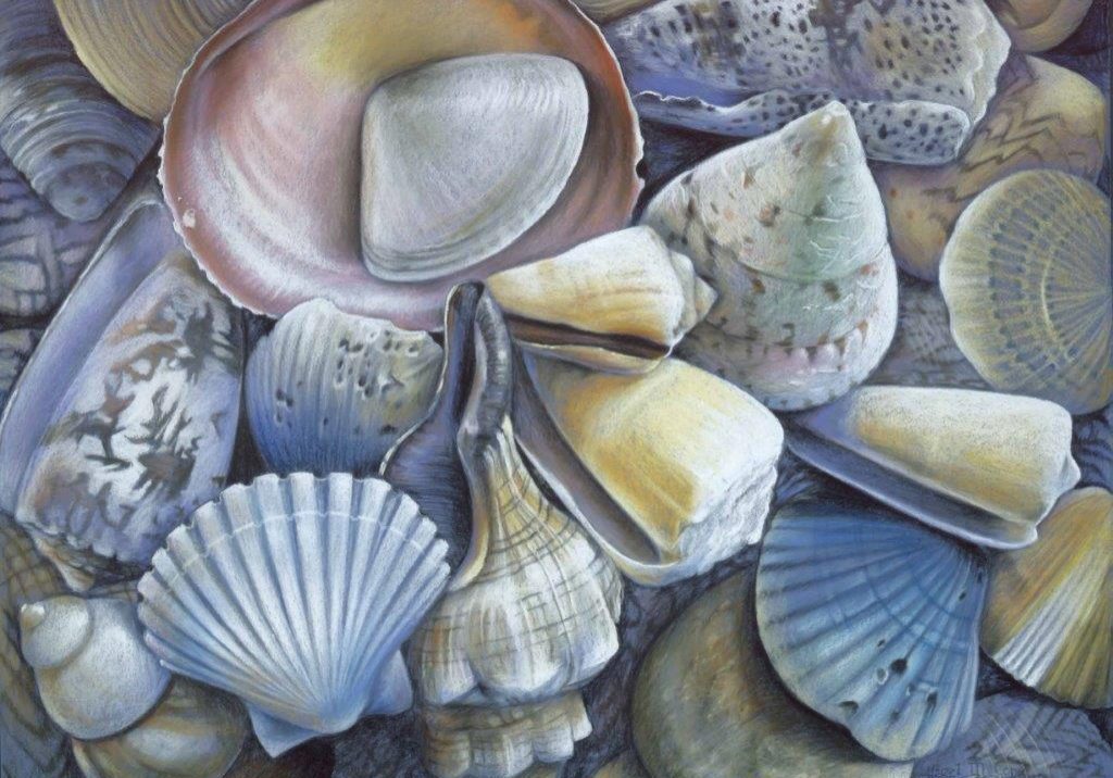 More shells on beach